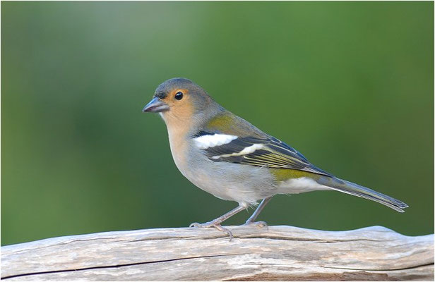 MADEIRAFINK, CHAFFINCH TINTILLON, FRINGILLA COELEBS TINTILLON