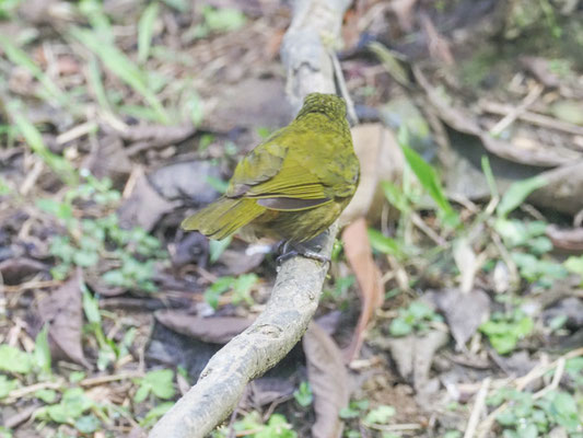 Ockerbrust-Tangare, Ochre-breasted tanager -  Chlorothraupis stolzmanni