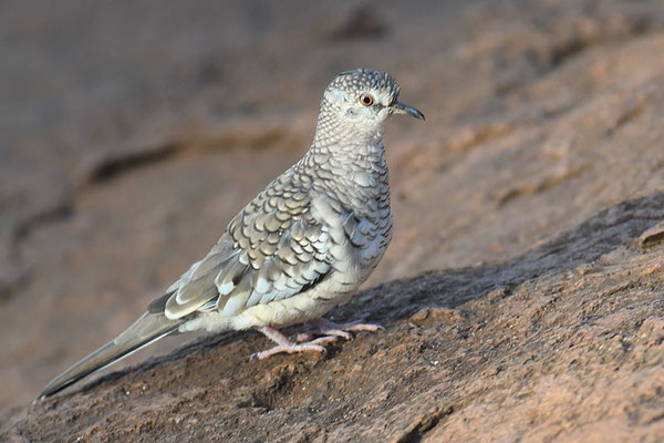 SCHUPPENTÄUBCHEN, SCALED DOVE, COLUMBINA SQUAMMATA