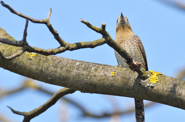 WENDEHALS, WRYNECK, JYNX TORQUILLA