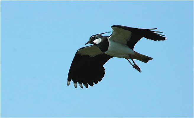 KIEBITZ, NORTHERN LAPWING, VANELLUS VANELLUS