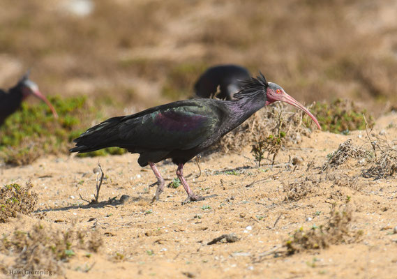 WALDRAPP, BALD IBIS, GERONTICUS EREMITA