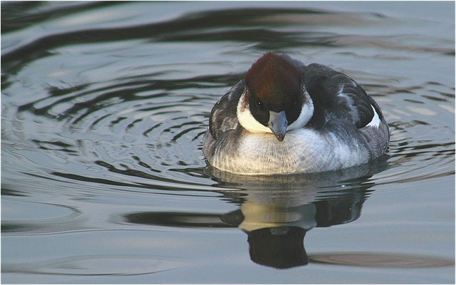 ZWERGSÄGER, SMEW, MERGELLUS ALBELLUS