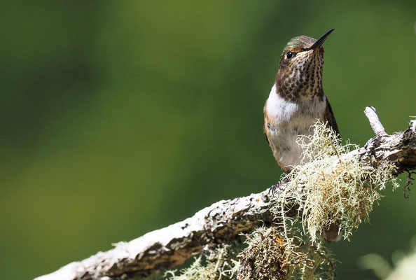 VULKANELFE, VOLCANO HUMMINGBIRD, SELASPHORUS FLAMMULA