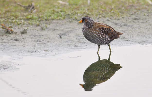 TÜPFELRALLE, SPOTTED CRAKE, PORZANA PORZANA