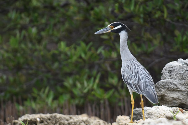 KRABBENREIHER, YELLOW-CROWNED NIGHT HERON, NYCTINASSA VIOLACEUS
