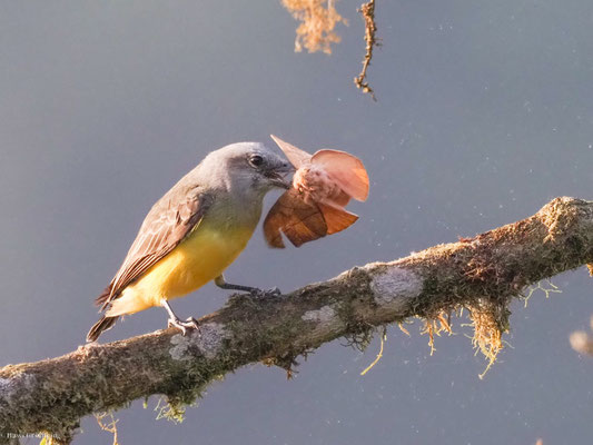 Trauertyrann, Tropical kingbird - Tyrannus melancholicus