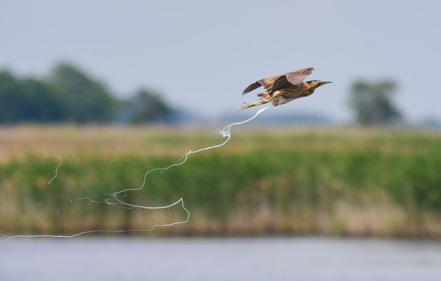 ROHRDOMMEL, BITTERN, BOTAURUS STELLARIS