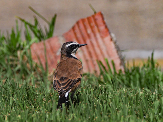 ERDSCHMÄTZER, CAPPED WHEATEAR, OENANTHE PILEATA
