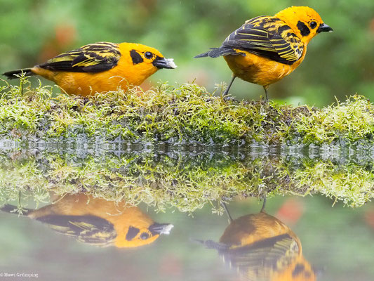 GOLDTANGARE, GOLDEN TANAGER - TANGARA ARTHUS