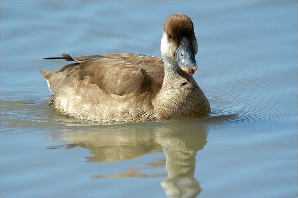 KOLBENENTE, RED-CRESTED POCHARD, NETTA RUFINA