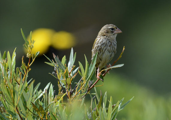 SAMTWEBER, YELLOW BISHOP, EUPLECTES CAPENSIS