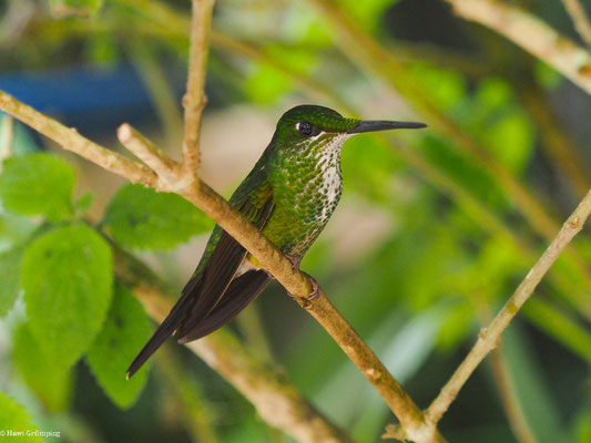 GRÜNSCHEITELBRILLANT, GREEN-CROWNED BRILLANT - HELIODOXA JACULA
