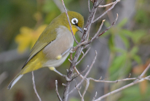 KAPBRILLENVOGEL, CAPE WHITE-EYE, ZOSTEROPS CAPENSIS