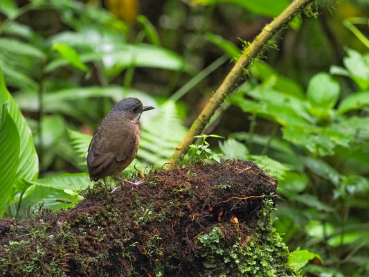 GRAUSCHEITEL-AMEISENPITTA, MOUSTACHED ANTPITTA - GRALLARIA ALLENI