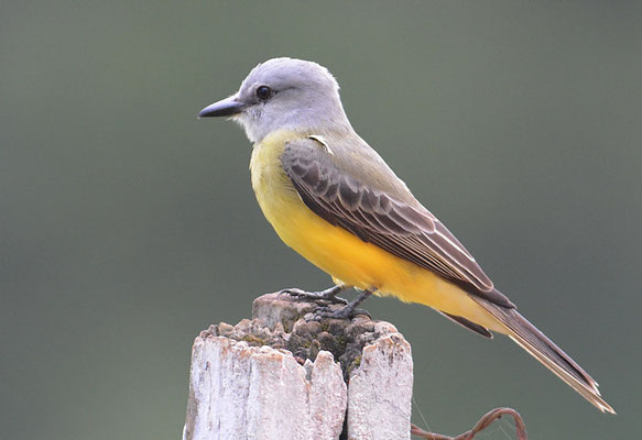 TRAUERTYRANN, TROPICAL KINGBIRD, TYRANNUS MELANCHOLICUS