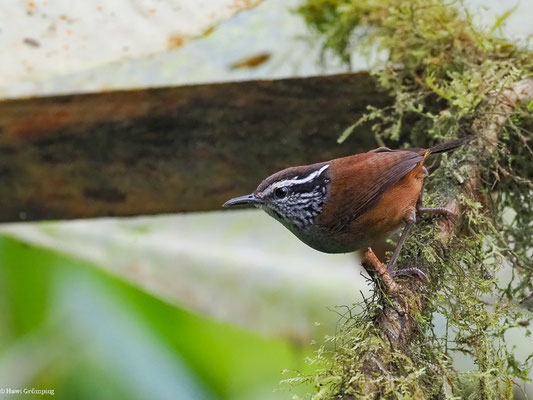 EINSIEDLERZAUNKÖNIG, GRAY-BREASTED WOOD-WREN - HENICORHINA LEUCOPHRYS