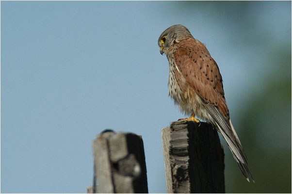 TURMFALKE, KESTREL, FALCO TINNUNCULUS