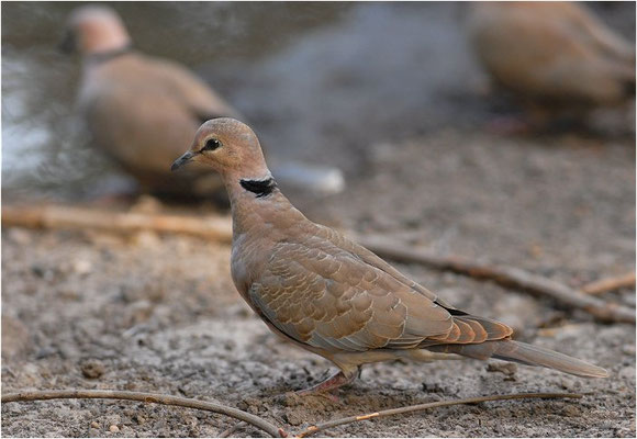 RÖTELTAUBE, VINACEOUS DOVE, STREPTOPELIA VINACEA