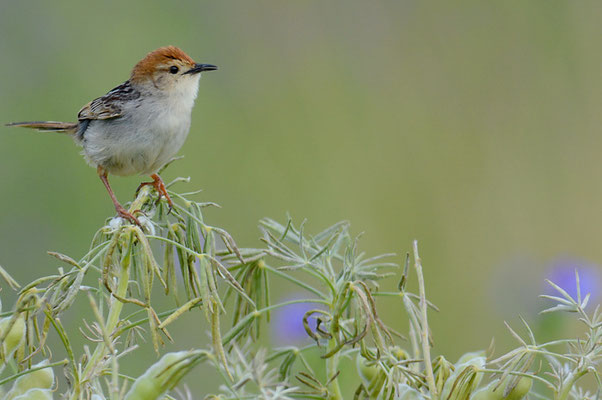 VLIJ-CISTENSÄNGER, LEVAILLANT´S CISTICOLA, CISTICOLA TINNIENS