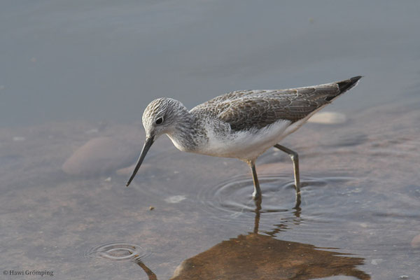 GRÜNSCHENKEL, GREENSHANK, TRINGA NEBULARIA