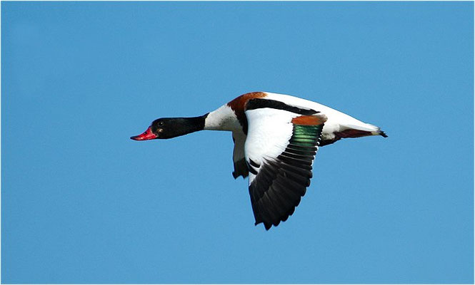 BRANDENTE, SHELDUCK, TADORNA TADORNA