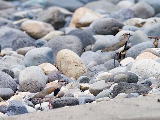 Bronzekiebitz, Southern Lapwing, Vanellus resplendens