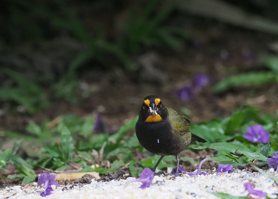  GROSSER KUBAFINK, YELLOW-FACED GRASSQUIT, TIARIS OLIVACEUS