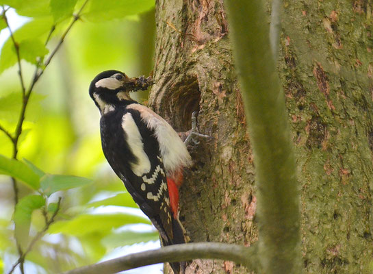 BUNTSPECHT, GREAT SPOTTED WOODPECKER, DENDROCOPOS MAJOR