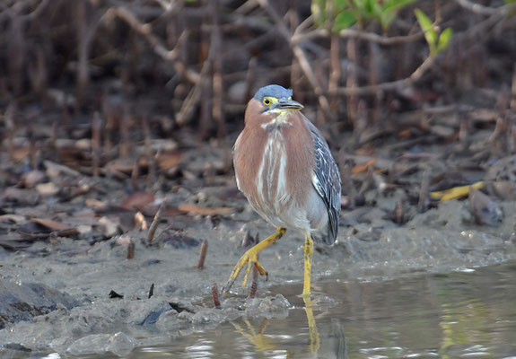 GRÜNREIHER, GREEN HERON, BUTORIDES VIRESCENS
