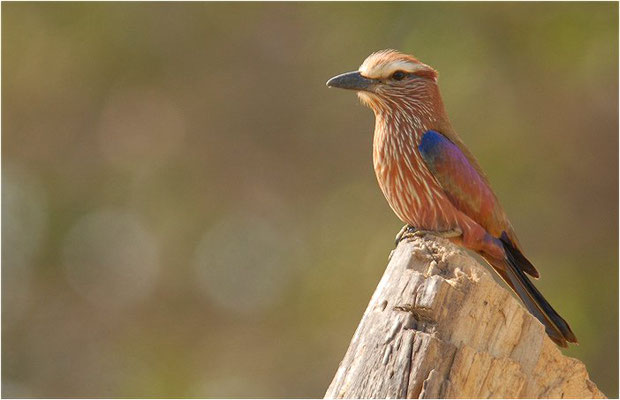 STRICHELRACKE, RUFOUS-CROWNED ROLLER, CORACIAS NAEVIA