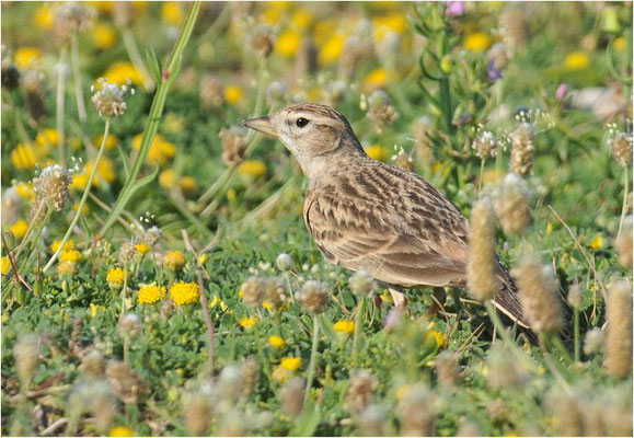 KURZZEHENLERCHE, SHORT-TOED LARK, CALANDRELLA BRACHYDACTYLA