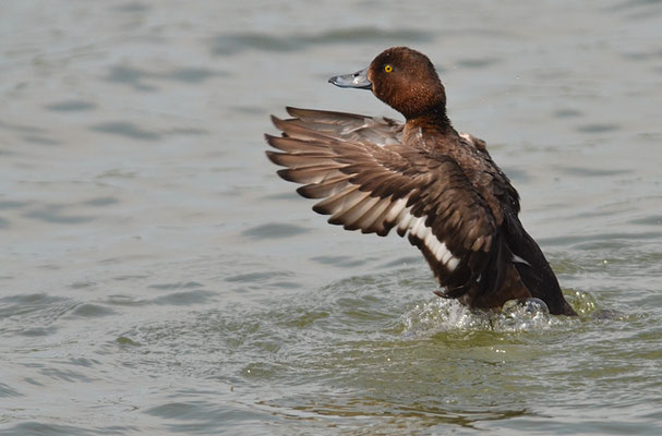 REIHERENTE, TUFTED DUCK, AYTHYA FULIGULA