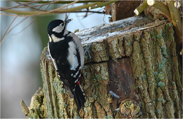 BUNTSPECHT, GREAT SPOTTED WOODPECKER, DENDROCOPOS MAJOR