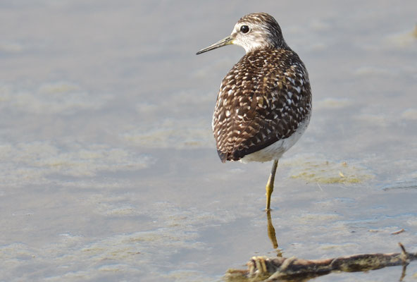 BRUCHWASSERLÄUFER, WOOD SANDPIPER, TRINGA GLAREOLA