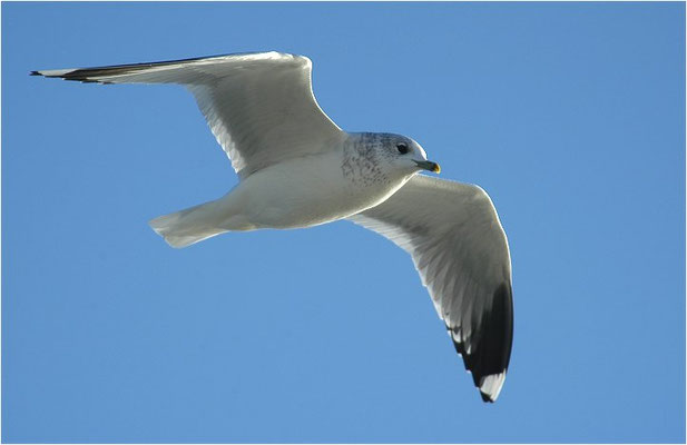 STURMMÖWE, MEW GULL (COMMON GULL), LARUS CANUS