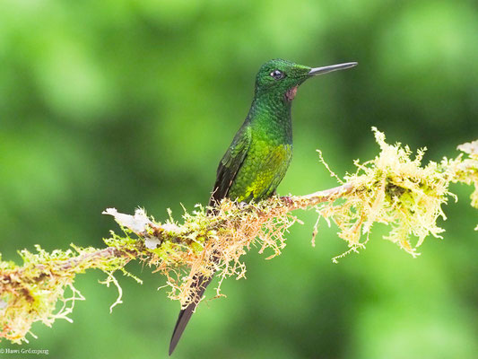 ROTSTERN-BRILLANTKOLIBRI, EMPRESS B RILLANT - HELIODOXA IMPERATRIX
