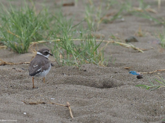 AMERIKANISCHER SANDREGENPFEIFER, SEMIPALMATED PLOVER - CHARADRIUS SEMIPALMATUS