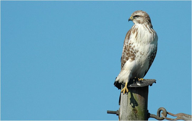 MÄUSEBUSSARD, COMMON BUZZARD, BUTEO BUTEO
