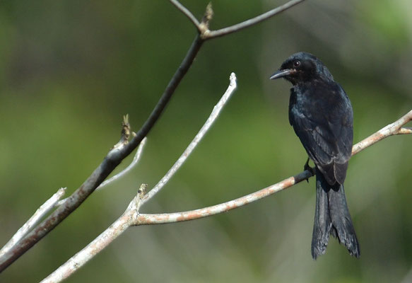 KÖNIGSDRONGO, BLACK DRONGO, DICRURUS MACROCERCUS