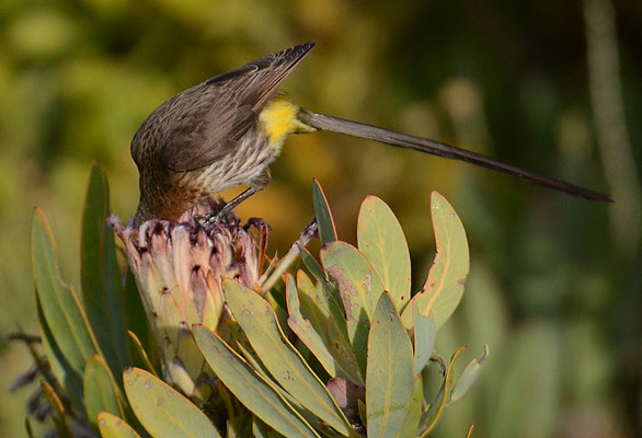 KAPHONIGFRESSER, CAPE SUGARBIRD, PROMEROPS CAFER