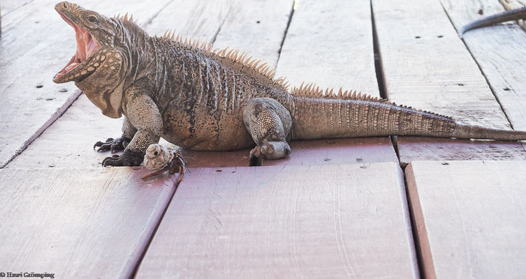 Kubanischer Leguan auf Cayo Iguana