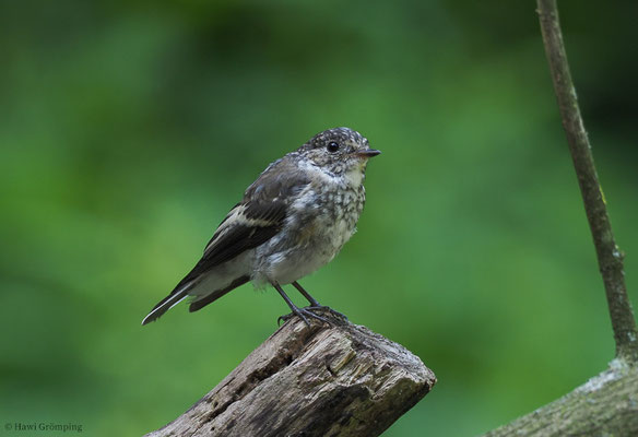 TRAUERSCHNÄPPER, PIED FLYCATCHER, FICEDULA HYPOLEUCA