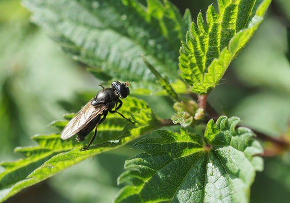 KLEINE ERZSCHWEBFLIEGE, CHEIILOSIA PAGANA