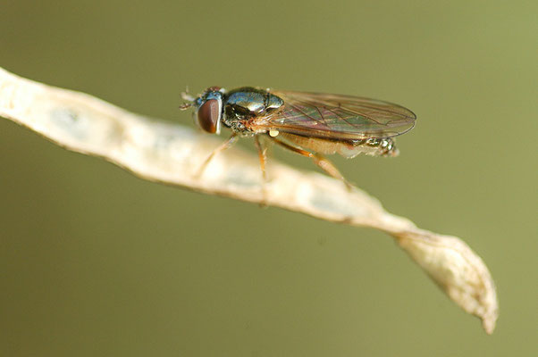 GLÄNZENDE SCHWARZKOPFSCHWEBFLIEGE, MELANOSTOMA MELLINUM