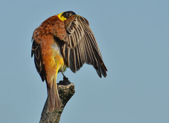 KAPPENAMMER, BLACK-HEADED BUNTING, EMBERIZA MELANOCEPHALA