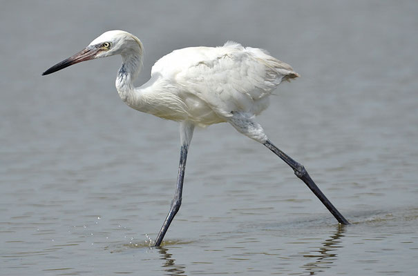 RÖTELREIHER, REDDISH EGRET, EGRETTA RUFESCENS