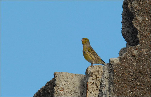 KANARENGIRLITZ, CANARY, SERINUS CANARIA