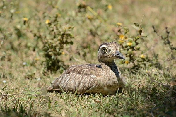 DOMINIKANERTRIEL, DOUBLE-STRIPED THICK-KNEE, BURHINUS BISTRIATUS