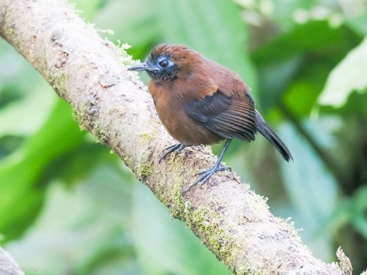 Zeledons Ameisenvogel, zeledon´s Antbird - Myrmeciza zeledoni